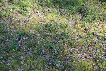 Green moss and lingonberries in the forest. In a coniferous forest, lingonberry shoots grow in a small clearing covered with green moss. Fallen brown cones and needles lie on the ground.