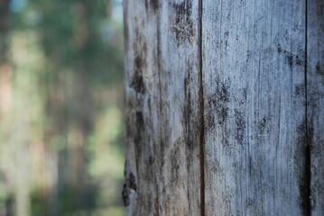 The trunk of an old pine tree. The old pine tree growing in the forest dried up and died, the bark fell off the tree. Over time, it faded and became a pale gray color. Cracks and holes formed in it.