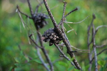 Pine cone on a fallen branch. In a coniferous forest, a pine branch with pine cones fell to the ground. The cones remained hanging on the dried branch. It is round in shape and gray-brown in color.
