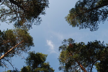 Sky above the pine trees. Summer day in the forest. Blue sky with clouds above the tops of tall pine trees. The trees have long brown trunks with curved branches on which green needles and cones grow.