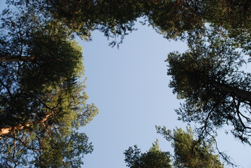 Sky above the pine trees. Summer day in the forest. Blue sky with clouds above the tops of tall pine trees. The trees have long brown trunks with curved branches on which green needles and cones grow.