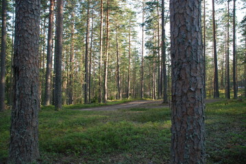 Naklejka premium Coniferous forest in summer. Middle-aged coniferous forest with pine and spruce trees. The trees have brown trunks and long branches with green needles. Blueberries, lichen and moss grow below.