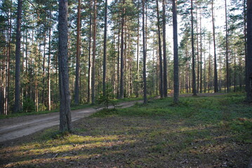 Fototapeta premium Coniferous forest in summer. Middle-aged coniferous forest with pine and spruce trees. The trees have brown trunks and long branches with green needles. Blueberries, lichen and moss grow below.
