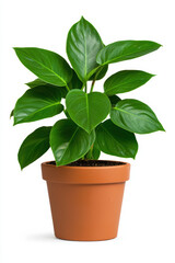 Fototapeta premium A vibrant potted plant featuring lush green leaves, perfect for home decor or office spaces, adding a touch of nature and freshness to any setting.