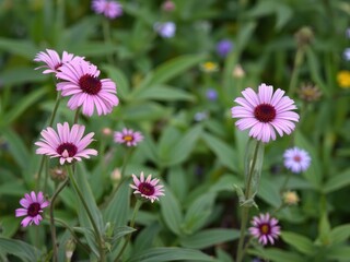 Hasta flowers in a natural garden background, gardenia, leafy