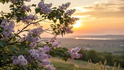 Lilac Tree Against Warm Golden