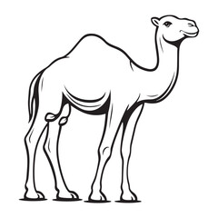 Fototapeta premium Camel line art vector on a white background