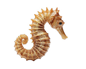 Obraz premium Seahorse with its curled tail and unique body shape on transparent background