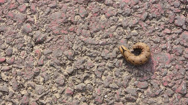 Convolvulus Hawk-moth (Agrius convolvuli). Hawk moth caterpillar on the asphalt
