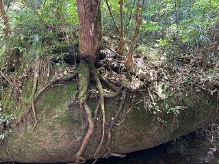 Majestic Tree Roots Exposed on a Massive Rock