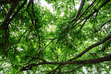 a tree with many branches that are in a forest.