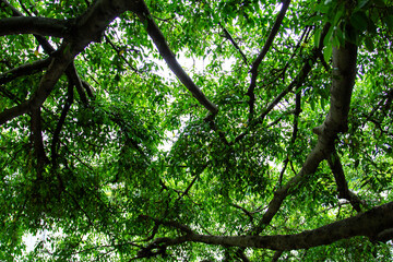 a tree with many branches that are in a forest.
