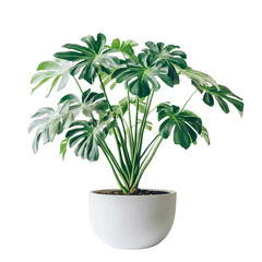 Fototapeta premium Philodendron Goeldii plant isolated on transparent background.