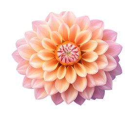 Fototapeta premium Pink and yellow dahlia flower on a transparent background. isolated background.