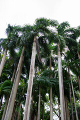 a group of palm trees with a building in the background.