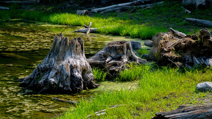 The sawed-down tree trunk was placed in a wetland