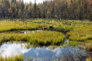 Russia Perm Krai swamp on a cloudy summer day