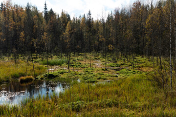 Russia Perm Krai swamp on a cloudy summer day