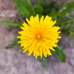 Vibrant Yellow Dandelion Flower Bloom in Spring Garden
