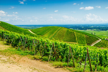 sunny french vineyards in alsace