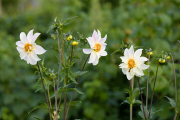 Close up of dahlia flower and bumblebee in garden