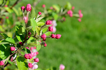 buds and pink flowers with green leaves on the apple tree branch 