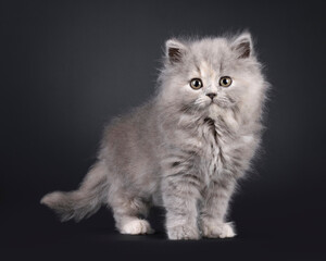 Adorable blue tortie British Longhair kitten, standing facing front. Looking towards camera with sweet and friendly expression. Isolated on a black background.