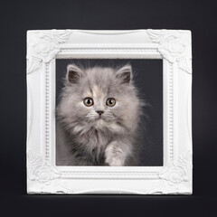 Adorable blue tortie British Longhair kitten, about to step through empty frame. Looking towards camera with sweet expression. Isolated on a black background.