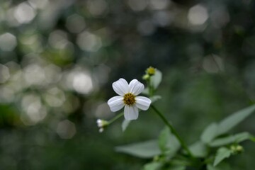 forget me not flowers