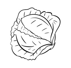 cabbages digital drawing illustration isolated