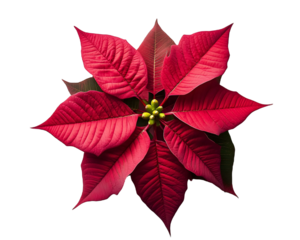 Poinsettia flower on a transparent background. isolated background.