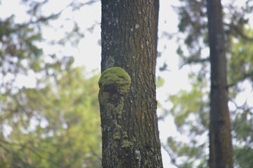tree in the forest