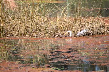 Garza pescando en el lago