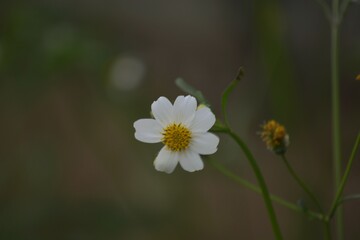Obraz premium white flower in the garden
