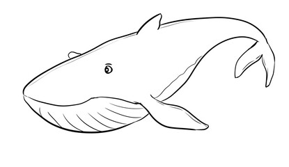 whale digital drawing illustration isolated