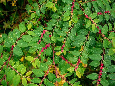 Breynia vitis fruits or better known as ink fruit with leaves and make them wet after the rain