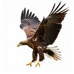 Obraz premium Majestic eagle soaring gracefully in the sky a white background.