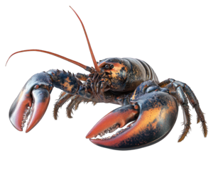 Lobster with its large claws and segmented tail on transparent background