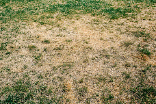 Dry and patchy lawn with brown and green grass textures showcasing signs of drought and lack of water.