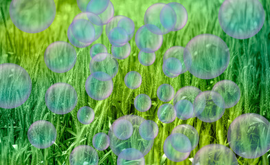 Bright bubbles in green wheat field
