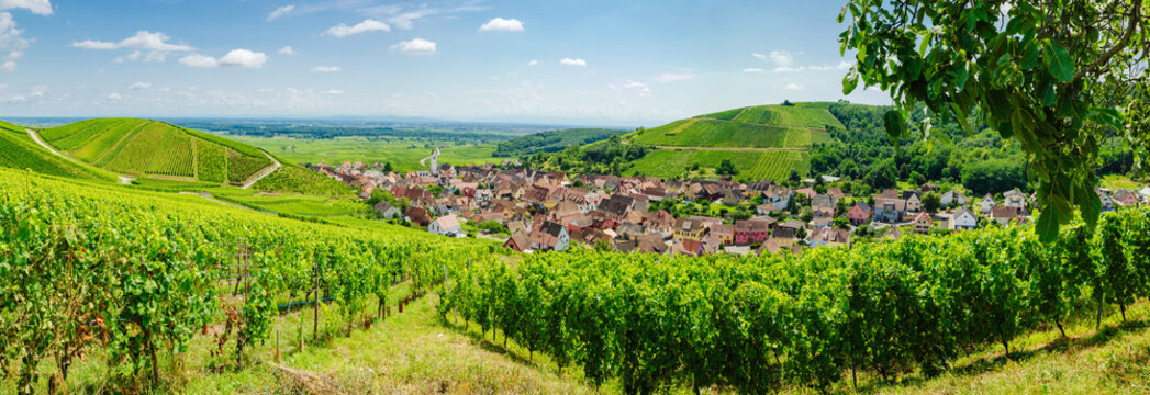 sunny french vineyards in alsace