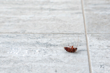 A close-up of a dead cockroach lying on its back on a tiled floor in an indoor environment.