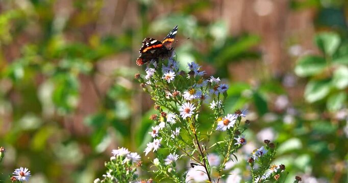 Red admiral butterfly flying around the daisy fleabane white wildflower during autumn