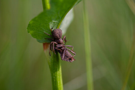 Braune Krabbenspinne (Xysticus cristatus) erbeutet gleichfarbige Wanze