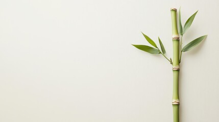 Minimalist bamboo against a smooth white background with soft shadows