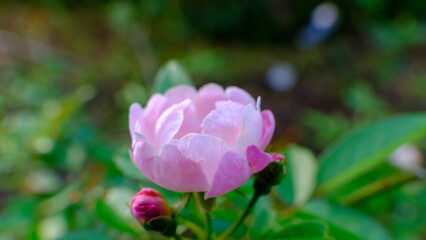 Soft Pink Rose in Bloom