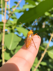 Pyrops candelaria or lantern Fly and sometime we call trunk cicada or trunk butterfly.