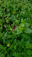 butterfly on a branch