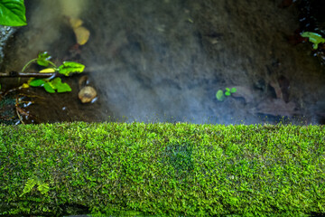 green moss on the stone