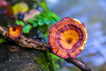 a muchroom on a tree